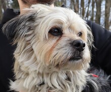 HUGO, Hund, Yorkshire Terrier-Mix in Neumarkt - Bild 7