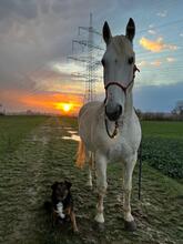 NAILA, Hund, Mischlingshund in Unterschleißheim