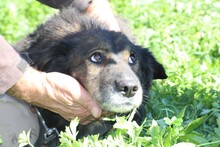 NADIRA, Hund, Mischlingshund in Rumänien - Bild 2