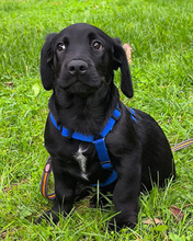 VALJKO, Hund, Mischlingshund in Gnarrenburg - Bild 10