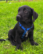 VALJKO, Hund, Mischlingshund in Gnarrenburg - Bild 11