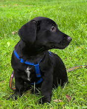 VALJKO, Hund, Mischlingshund in Gnarrenburg - Bild 12