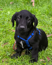 VALJKO, Hund, Mischlingshund in Gnarrenburg - Bild 13