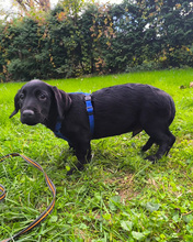 VALJKO, Hund, Mischlingshund in Gnarrenburg - Bild 6