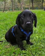 VALJKO, Hund, Mischlingshund in Gnarrenburg - Bild 8