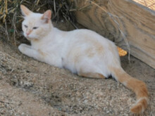 AREN, Katze, Europäisch Kurzhaar in Spanien - Bild 3