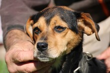 CLARIA, Hund, Dackel-Pinscher-Mix in Rumänien - Bild 3