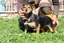 CLARIA, Hund, Dackel-Pinscher-Mix in Rumänien - Bild 5