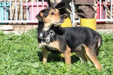 CLARIA, Hund, Dackel-Pinscher-Mix in Rumänien - Bild 6