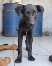 LILIA, Hund, Mischlingshund in Kroatien - Bild 10