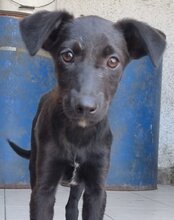 LILIA, Hund, Mischlingshund in Kroatien - Bild 11