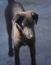 LILIA, Hund, Mischlingshund in Kroatien - Bild 2