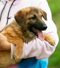 KOMODO, Hund, Mischlingshund in Ungarn - Bild 1