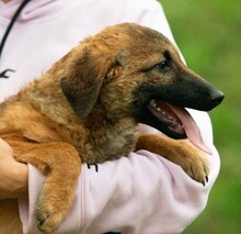 KOMODO, Hund, Mischlingshund in Ungarn - Bild 11