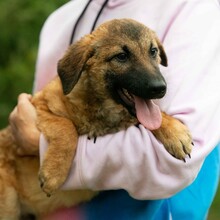 KOMODO, Hund, Mischlingshund in Ungarn - Bild 12