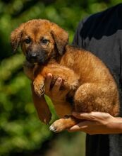 KOMODO, Hund, Mischlingshund in Ungarn - Bild 13