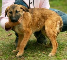 KOMODO, Hund, Mischlingshund in Ungarn - Bild 2