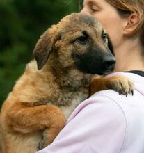 KOMODO, Hund, Mischlingshund in Ungarn - Bild 3