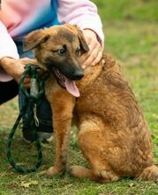 KOMODO, Hund, Mischlingshund in Ungarn - Bild 4