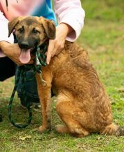 KOMODO, Hund, Mischlingshund in Ungarn - Bild 6