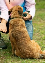 KOMODO, Hund, Mischlingshund in Ungarn - Bild 7