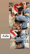 AIDA, Hund, Mischlingshund in Ungarn - Bild 3