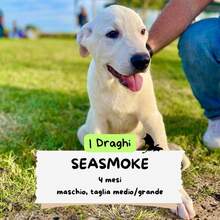 SEASMOKE, Hund, Mischlingshund in Winsen - Bild 1