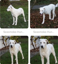 SEASMOKE, Hund, Mischlingshund in Winsen - Bild 6