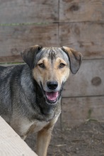 ZEUS, Hund, Mischlingshund in Rumänien - Bild 4