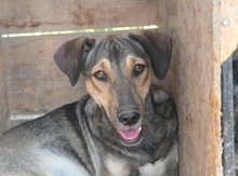 ZEUS, Hund, Mischlingshund in Rumänien - Bild 6