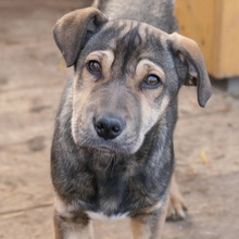 ZEUS, Hund, Mischlingshund in Rumänien - Bild 7