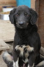 AMAL, Hund, Mischlingshund in Rumänien - Bild 1