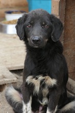 AMAL, Hund, Mischlingshund in Rumänien - Bild 13