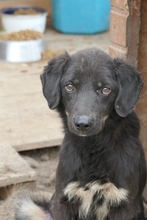 AMAL, Hund, Mischlingshund in Rumänien - Bild 2