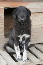 AMAL, Hund, Mischlingshund in Rumänien - Bild 5