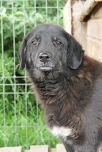 AMAL, Hund, Mischlingshund in Rumänien - Bild 6