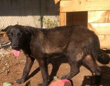 TARAP, Hund, Mischlingshund in Griechenland - Bild 13