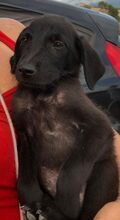 TARAP, Hund, Mischlingshund in Griechenland - Bild 14