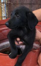 TARAP, Hund, Mischlingshund in Griechenland - Bild 16
