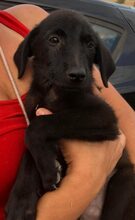 TARAP, Hund, Mischlingshund in Griechenland - Bild 17