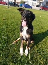 AIAS, Hund, Mischlingshund in Griechenland - Bild 5