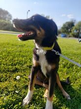 AIAS, Hund, Mischlingshund in Griechenland - Bild 6