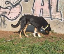 AIAS, Hund, Mischlingshund in Griechenland - Bild 7