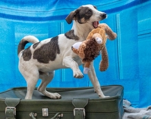 DIPS, Hund, Mischlingshund in Rumänien - Bild 2