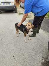 DANIELE, Hund, Beagle-Mix in Italien - Bild 1