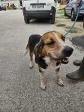 DANIELE, Hund, Beagle-Mix in Italien - Bild 2