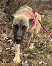 YOMA, Hund, HSH-Mischling in Kroatien - Bild 12