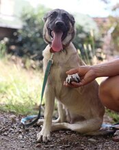 YOMA, Hund, HSH-Mischling in Kroatien - Bild 2