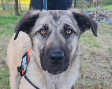 YOMA, Hund, Herdenschutzhund-Mix in Kroatien - Bild 1