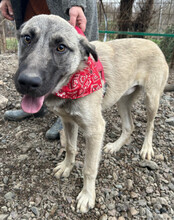 YOMA, Hund, Herdenschutzhund-Mix in Kroatien - Bild 10